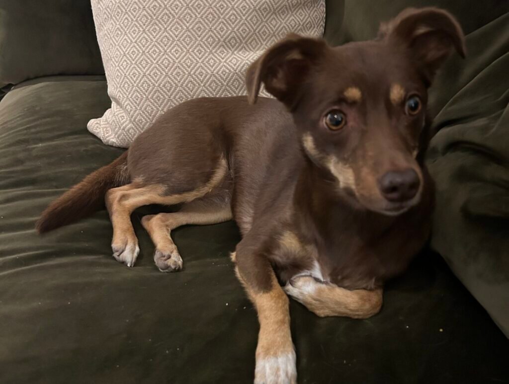 Does your dog bark at every little noise?