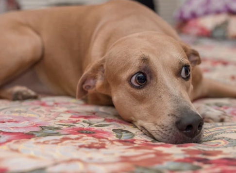 Is Your Dog Suspicious of Everything? Understanding Negative Bias in Sensitive and Anxious Dogs