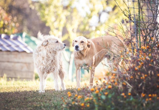Romanian Rescue Dogs: Genetics & Fear